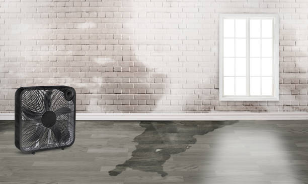 Best Mold removal after water damage  in Elyria, OH
